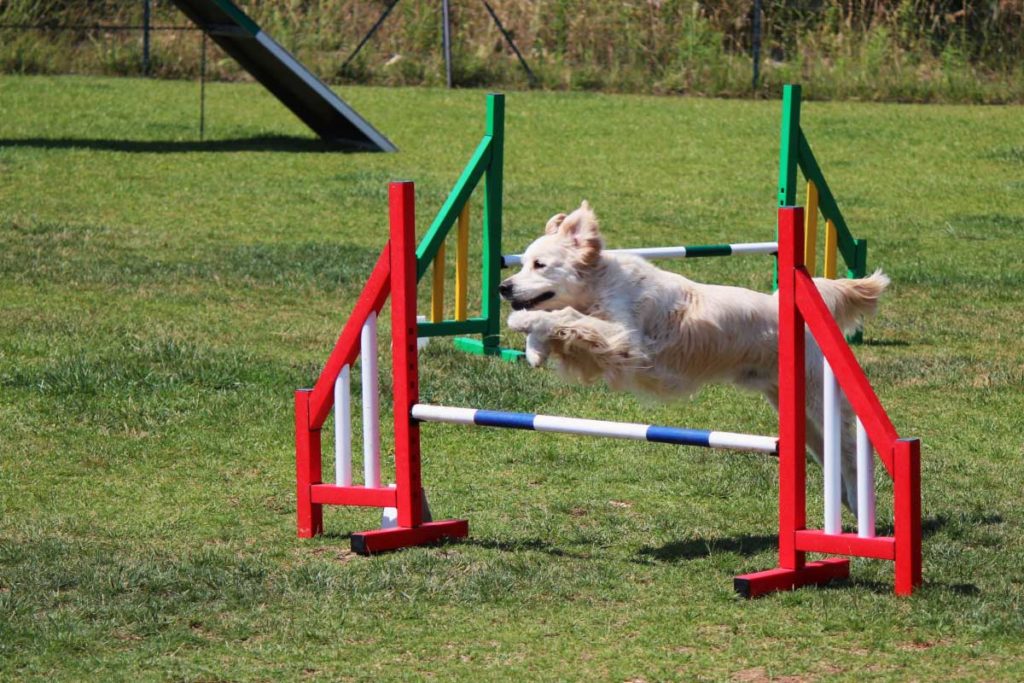 l'agility - supercroquettes